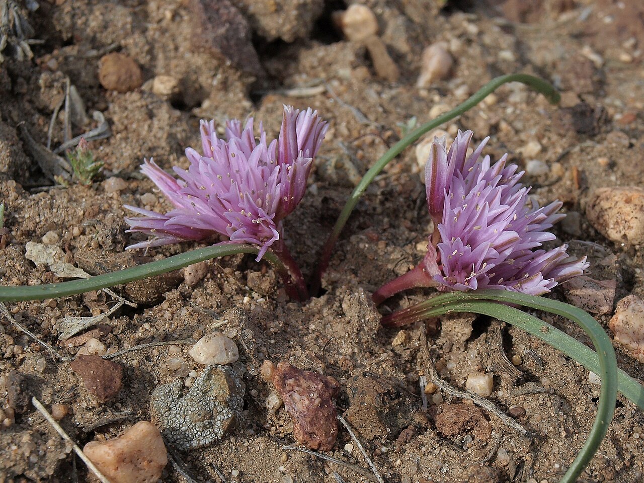 Small onion: dwarf onion, Allium parvum, Nevada, Carson Valley, Gardnerville, Sierra Nevada drainage, elevation 1490 m