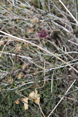 Allium phanerantherum (Allium phanerantherum)