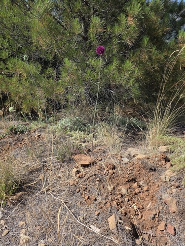 Allium phanerantherum (Allium phanerantherum)
