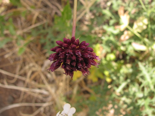Allium phanerantherum (Allium phanerantherum)