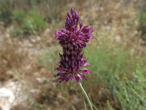 Allium phanerantherum (Allium phanerantherum)