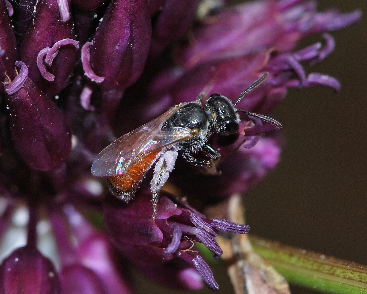 Allium phanerantherum: Lasioglossum pseudosphecodimorphum , female foraging on Allium phanerantherum , Nahal Kelah, Mount Carmel, Israel, June 29, 2011.
