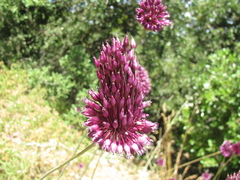 Allium phanerantherum (Allium phanerantherum)