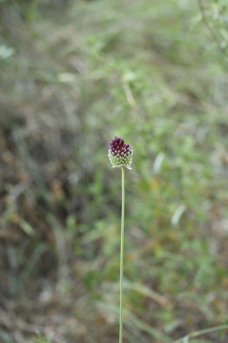 Allium phanerantherum (Allium phanerantherum)