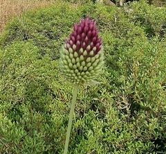 Allium phanerantherum (Allium phanerantherum)