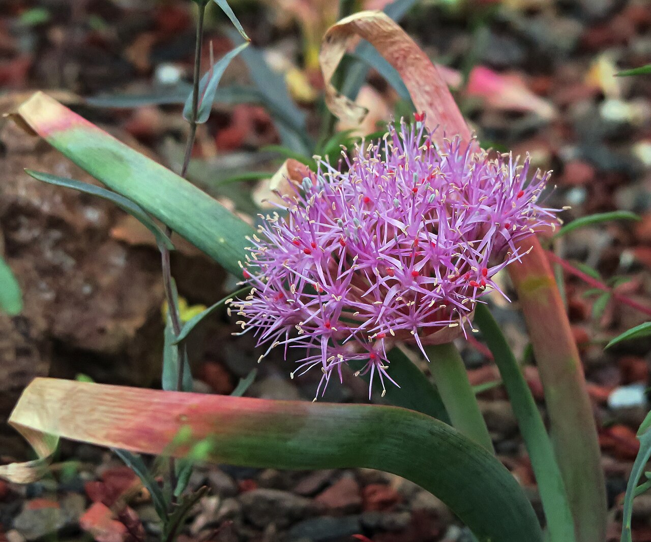 Broadstemmed onion: Allium platycaule—flat stem onion. Grows between 1900 and 3000 meters in southeastern Oregon, northwestern Nevada, and in the Warner, Cascade, and Sierra Nevada