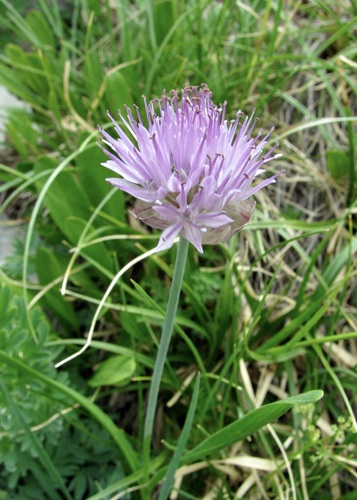 Allium platyspathum (Allium platyspathum)