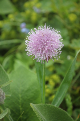 Allium platyspathum (Allium platyspathum)