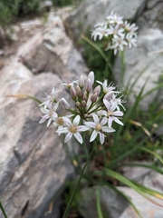 Tanners Canyon onion (Allium plummerae)