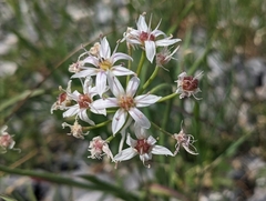 Tanners Canyon onion (Allium plummerae)