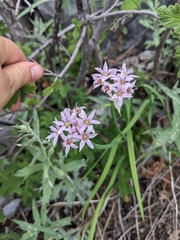 Tanners Canyon onion (Allium plummerae)
