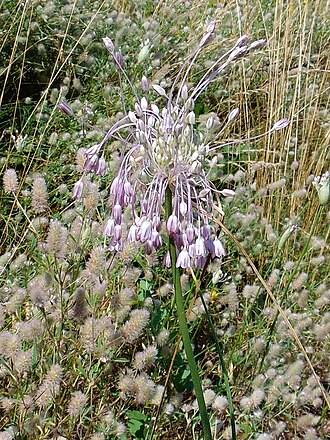 Allium podolicum: Цибуля подільська (Allium podolicum) Україна ― раритетний вид рослин, занесений до Червоного списку Запорізької області. Запорізька область. Запорізьке Правобер