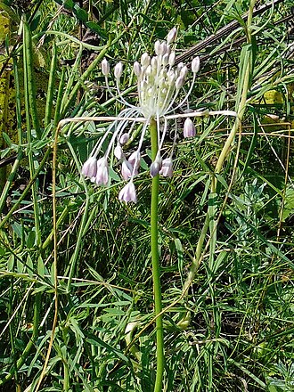 Allium podolicum: Цибуля подільська (Allium podolicum) Україна ― раритетний вид рослин, занесений до Червоного списку Запорізької області. Запорізька область. Запорізьке Правобер