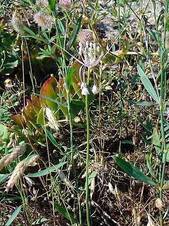 Allium podolicum: Цибуля подільська (Allium podolicum) Україна ― раритетний вид рослин, занесений до Червоного списку Запорізької області. Запорізька область. Запорізьке Правобер
