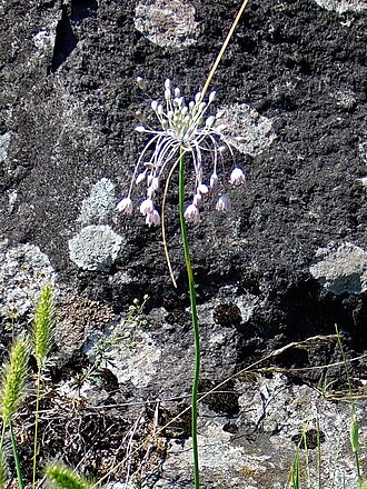 Allium podolicum: Цибуля подільська (Allium podolicum) Україна ― раритетний вид рослин, занесений до Червоного списку Запорізької області. Запорізька область. Запорізьке Правобер