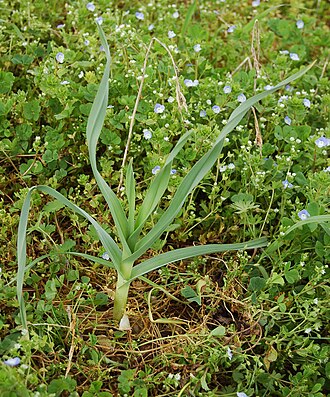 Allium polyanthum (Allium polyanthum)