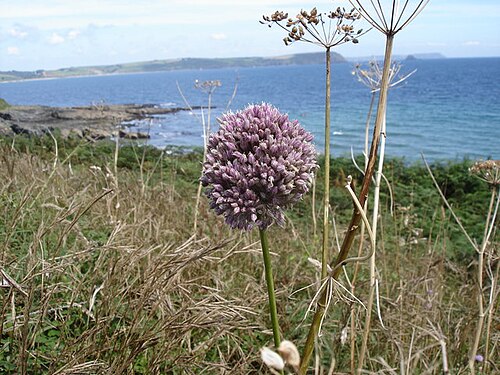 Allium polyanthum: Allium sp - view towards Nare Head and Gull Rock