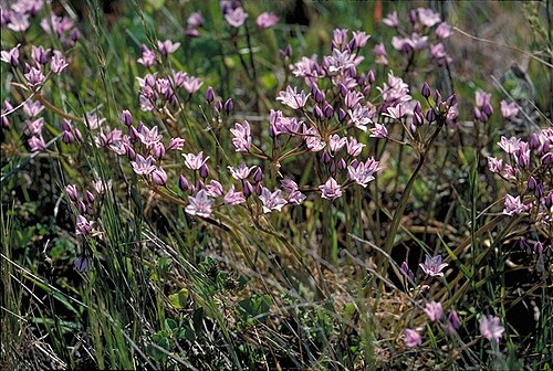 Early onion: Allium praecox (early onion).