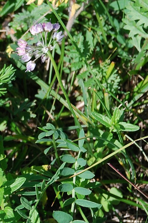 Allium prostratum: Prostrate Onion ( Allium prostratum ) in Russia