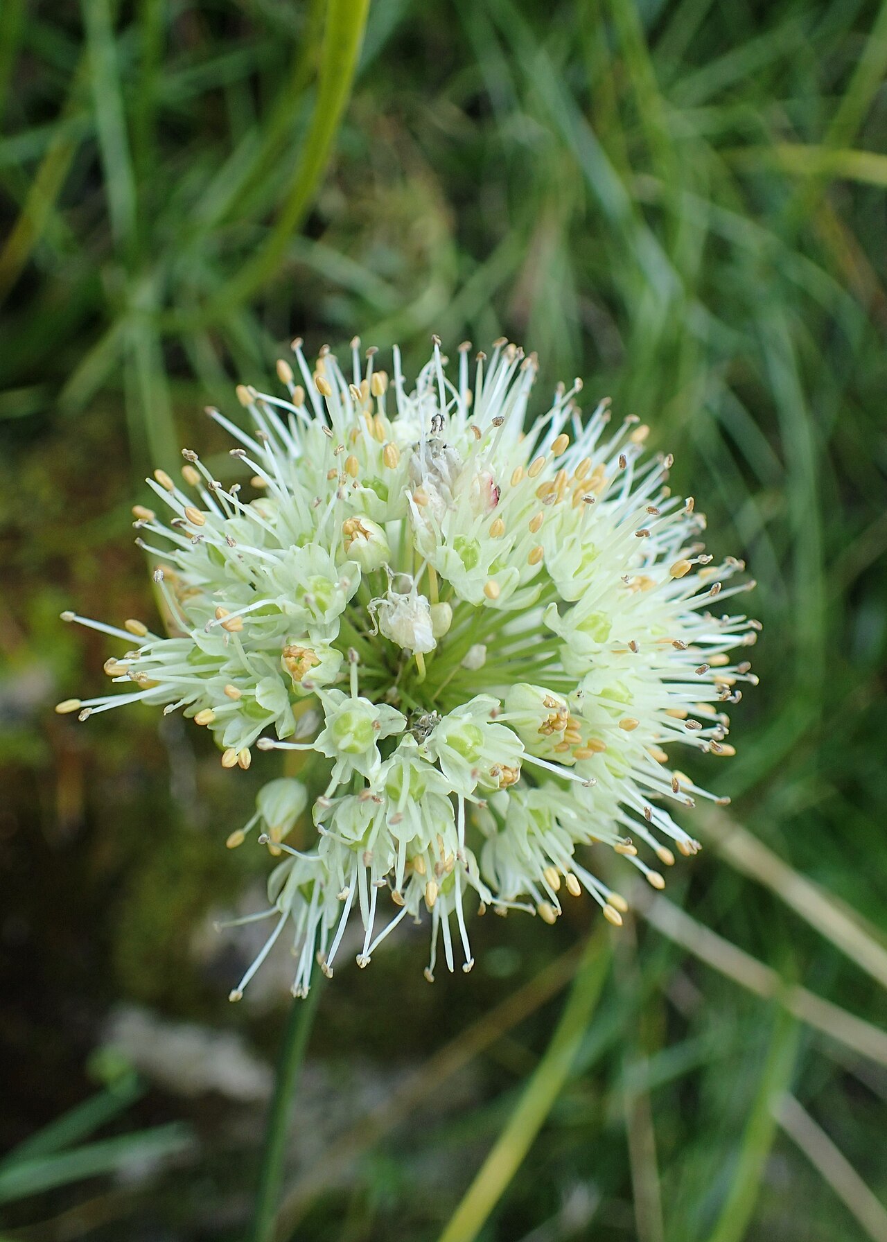 Wild garlic: Allium pyrenaicum in botanical garden in Kraków