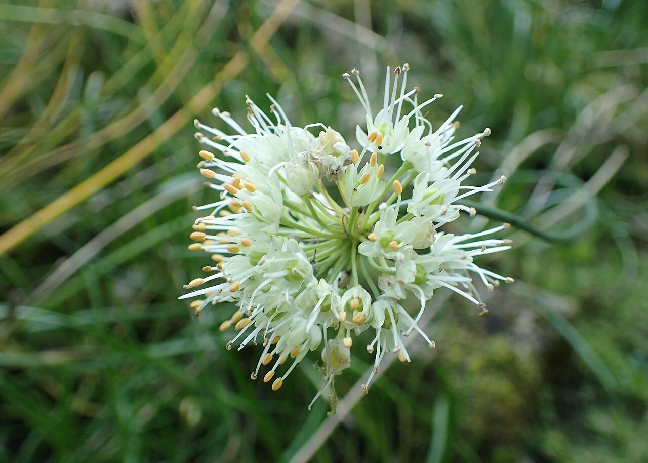 Wild garlic: Allium pyrenaicum in botanical garden in Kraków