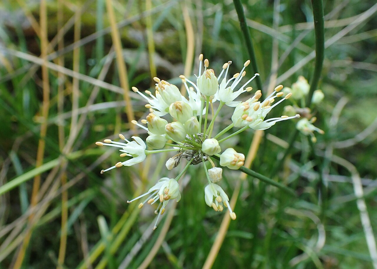 Wild garlic: Allium pyrenaicum in botanical garden in Kraków