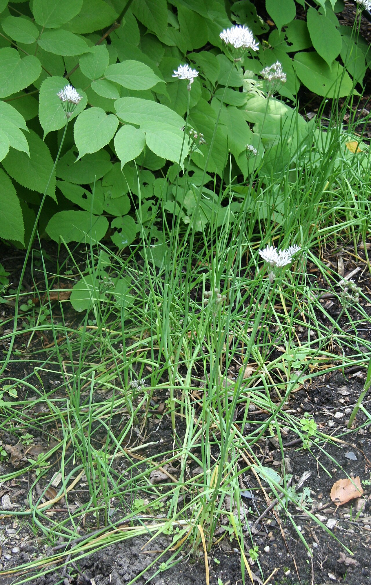 Allium ramosum: Allium ramosum im Botanischen Garten Hamburg