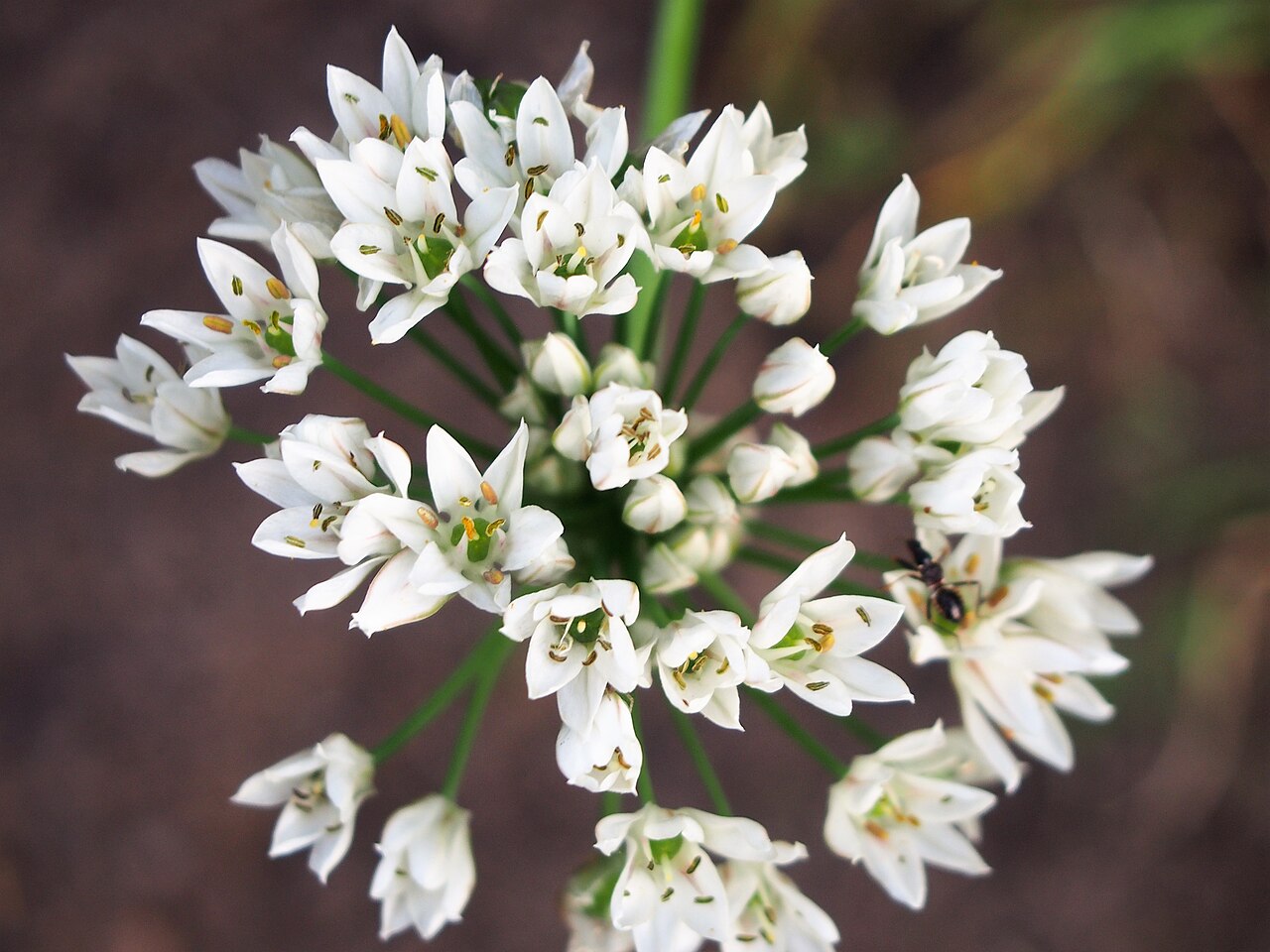Allium ramosum: Czosnek rozkrzewiony ( Allium ramosum ), okaz kwitnący, uprawiany w Ogrodzie Botanicznym Uniwersytetu Wrocławskiego, Wrocław, Polska.