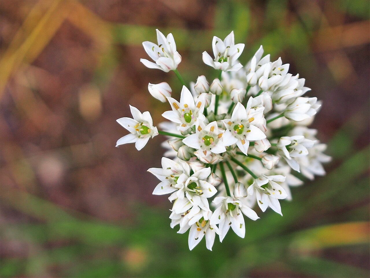 Allium ramosum: Czosnek rozkrzewiony ( Allium ramosum ), okaz kwitnący, uprawiany w Ogrodzie Botanicznym Uniwersytetu Wrocławskiego, Wrocław, Polska.