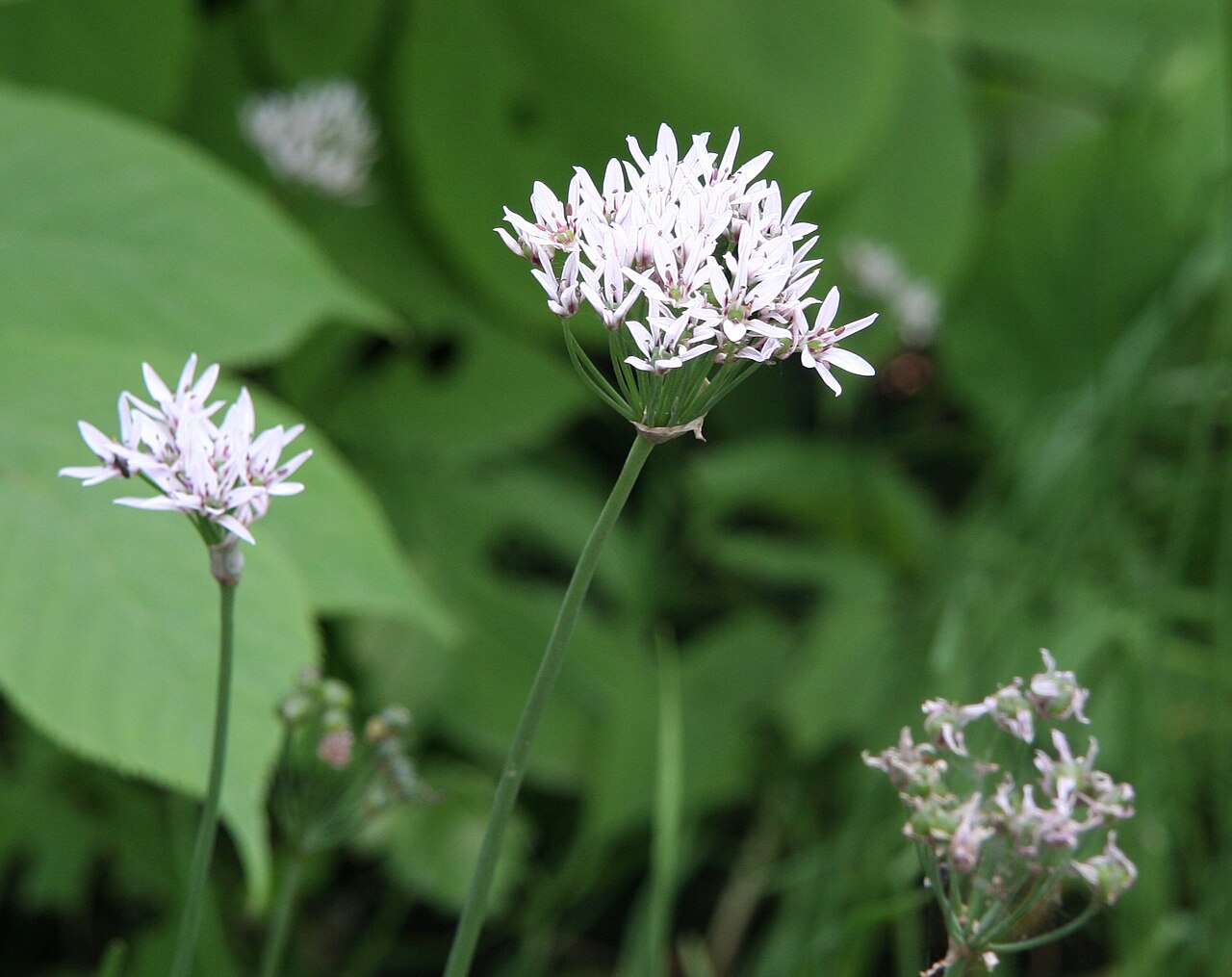 Allium ramosum: Allium ramosum im Botanischen Garten Hamburg