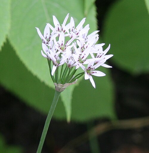 Allium ramosum: Allium ramosum im Botanischen Garten Hamburg