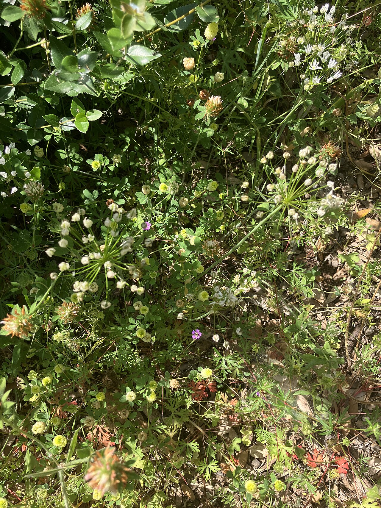 Allium ramosum: Allium ramosum