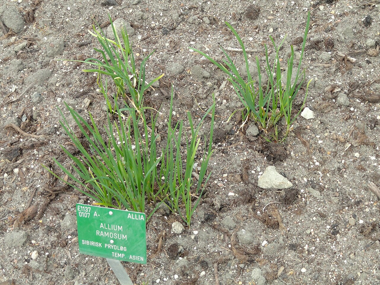 Allium ramosum: Botanical specimen in the University of Copenhagen Botanical Garden, Copenhagen, Denmark.