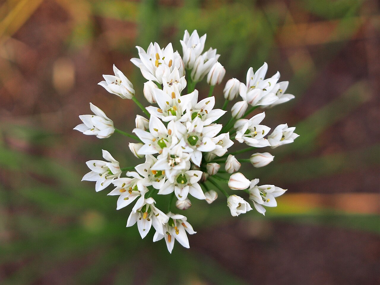 Allium ramosum: Czosnek rozkrzewiony ( Allium ramosum ), okaz kwitnący, uprawiany w Ogrodzie Botanicznym Uniwersytetu Wrocławskiego, Wrocław, Polska.