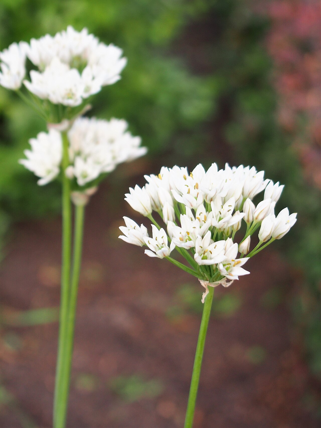 Allium ramosum: Czosnek rozkrzewiony ( Allium ramosum ), okaz kwitnący, uprawiany w Ogrodzie Botanicznym Uniwersytetu Wrocławskiego, Wrocław, Polska.