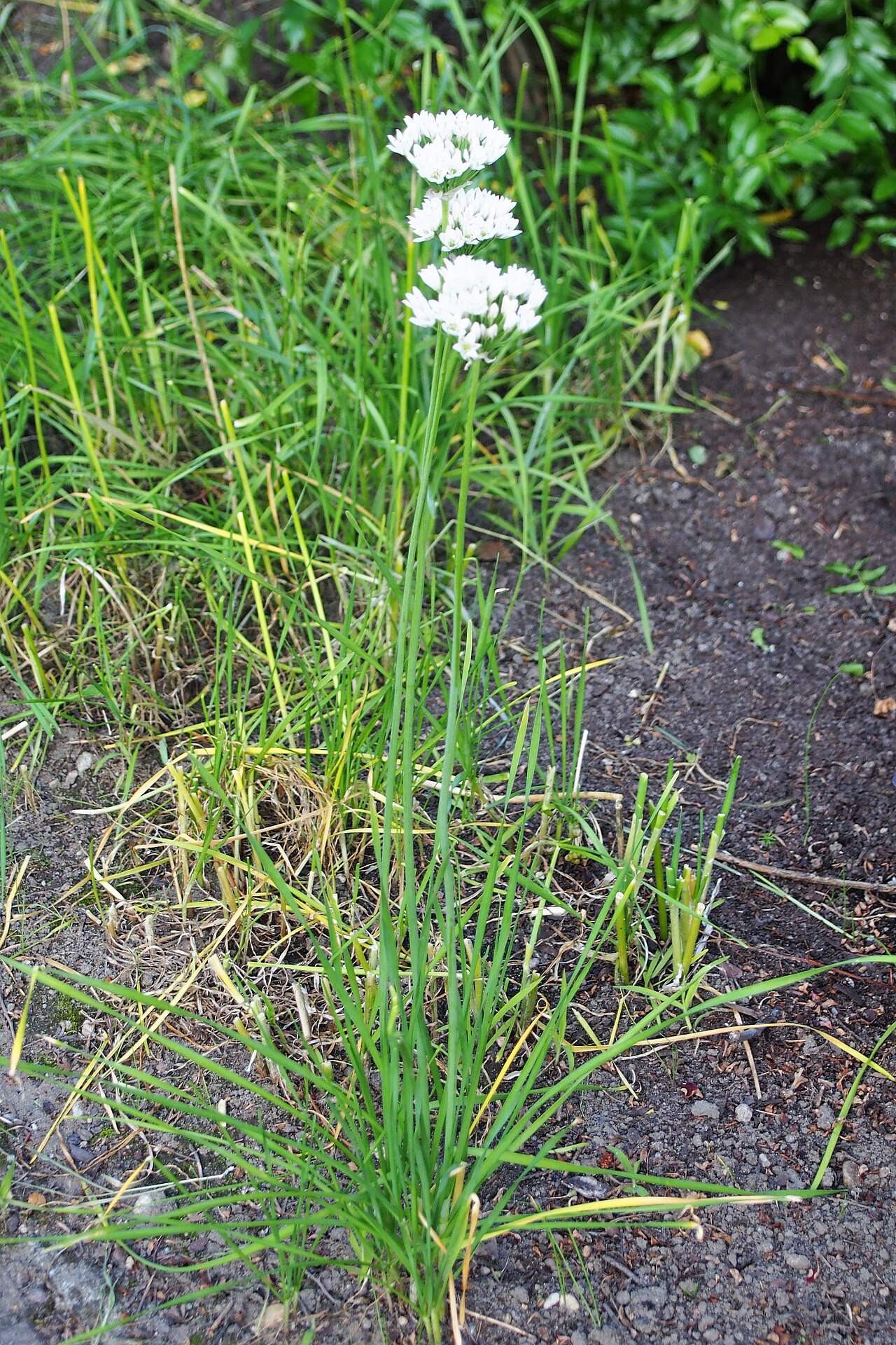 Allium ramosum: Czosnek rozkrzewiony ( Allium ramosum ), okaz kwitnący, uprawiany w Ogrodzie Botanicznym Uniwersytetu Wrocławskiego, Wrocław, Polska.