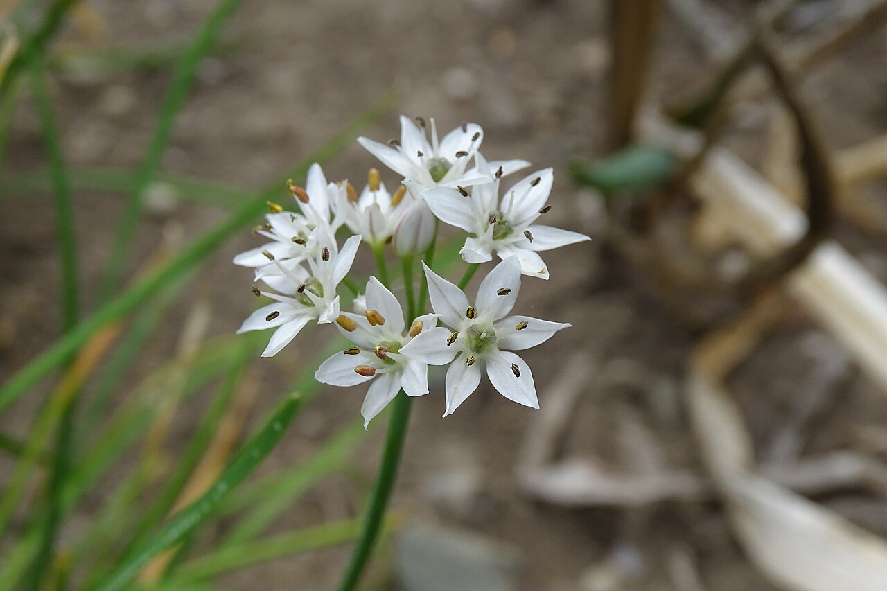 Allium ramosum: Botanická zahrada Olomouc
