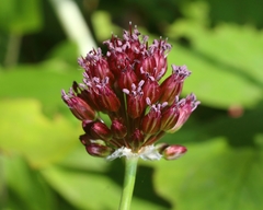 Allium regelianum (Allium regelianum)