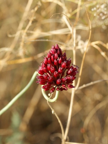 Allium regelianum (Allium regelianum)
