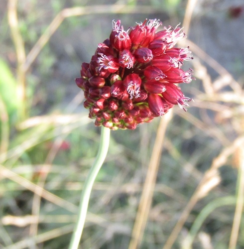 Allium regelianum (Allium regelianum)