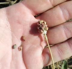 Allium regelianum (Allium regelianum)