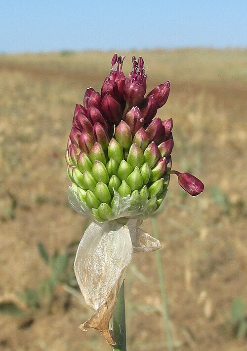 Allium regelianum: Распускающееся соцветие Allium regelianum. Крым, Керченский п-ов, окр. мыса Чауда, опустыненная степь. 25 июня 2017