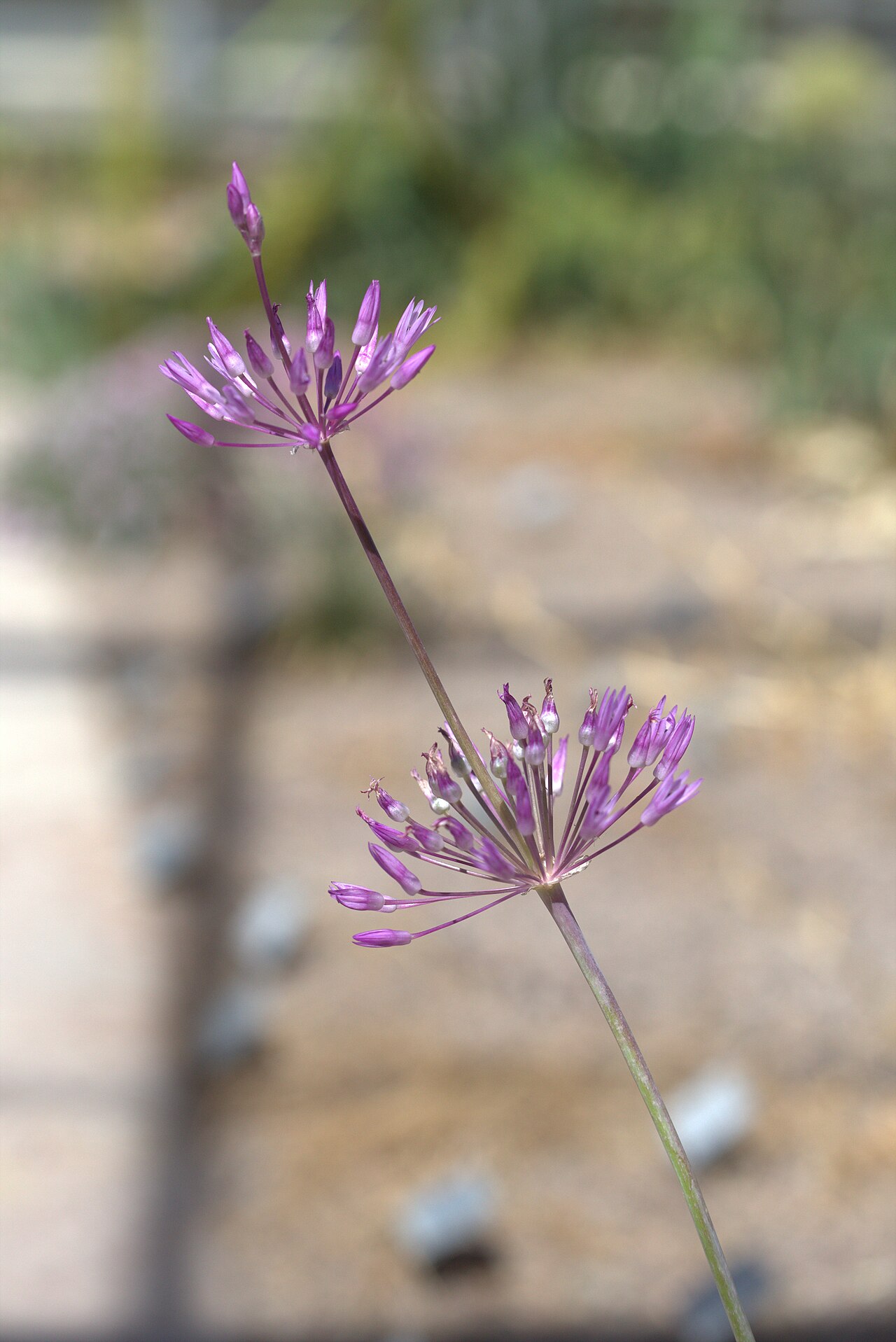 Allium regelii: Allium regelii in Gothenburg Botanical Garden 2015. Plant id: 2005-130 s Z.