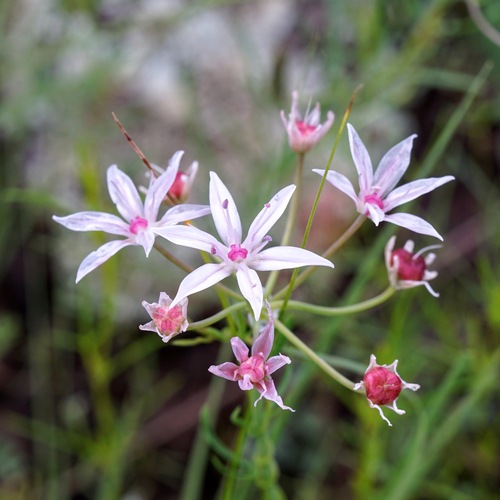 Allium rhizomatum (Allium rhizomatum)