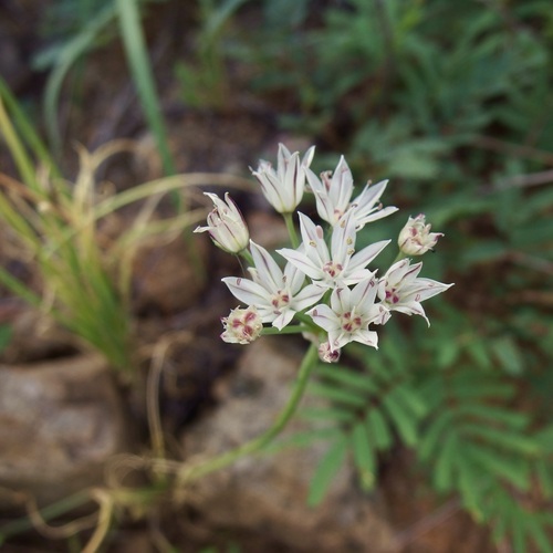 Allium rhizomatum (Allium rhizomatum)