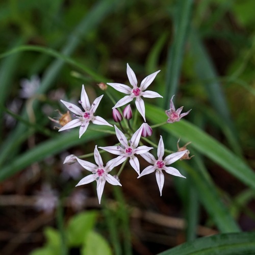 Allium rhizomatum (Allium rhizomatum)