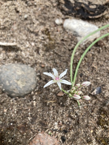 Allium rhizomatum (Allium rhizomatum)