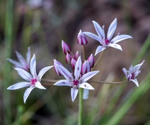 Allium rhizomatum (Allium rhizomatum)