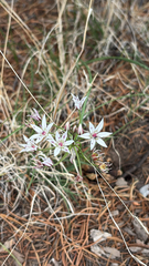 Allium rhizomatum (Allium rhizomatum)