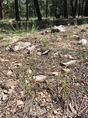 Allium rhizomatum (Allium rhizomatum)